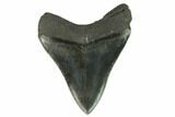 Fossil Megalodon Tooth - South Carolina #123957-1
